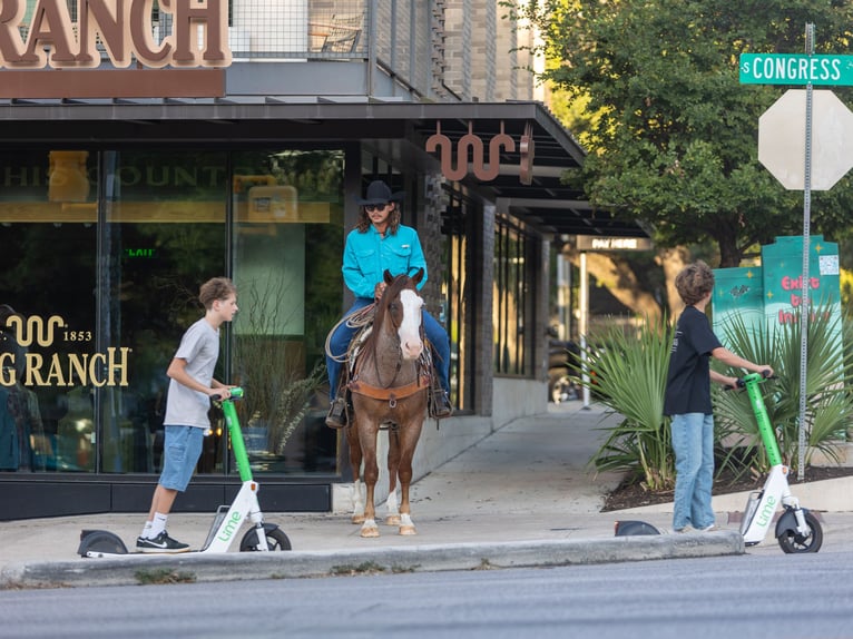 American Quarter Horse Wallach 14 Jahre 147 cm Roan-Red in Georgetown, TX