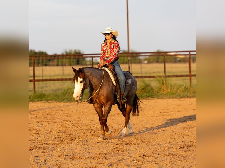 American Quarter Horse Wallach 14 Jahre 147 cm Roan-Red in Georgetown, TX