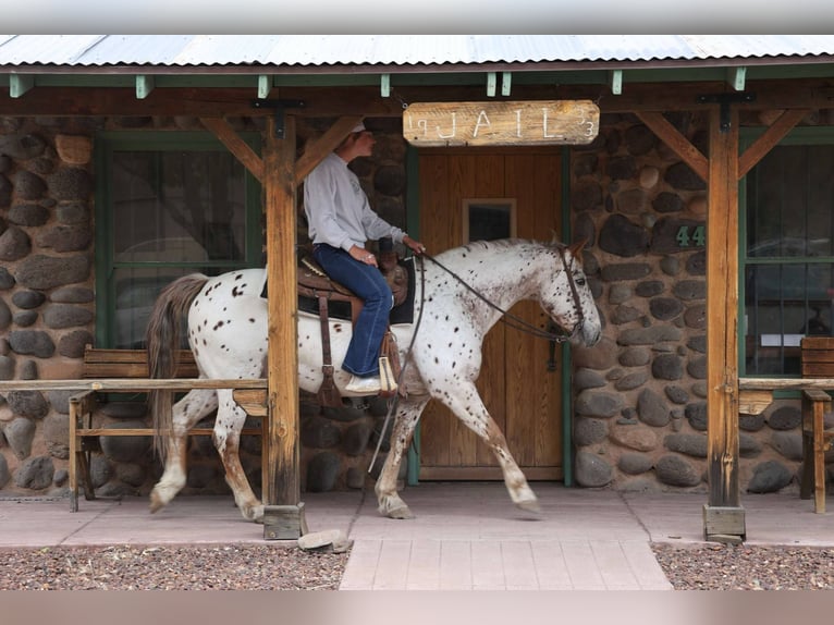 American Quarter Horse Wallach 14 Jahre 147 cm Roan-Red in Cottonwood AZ