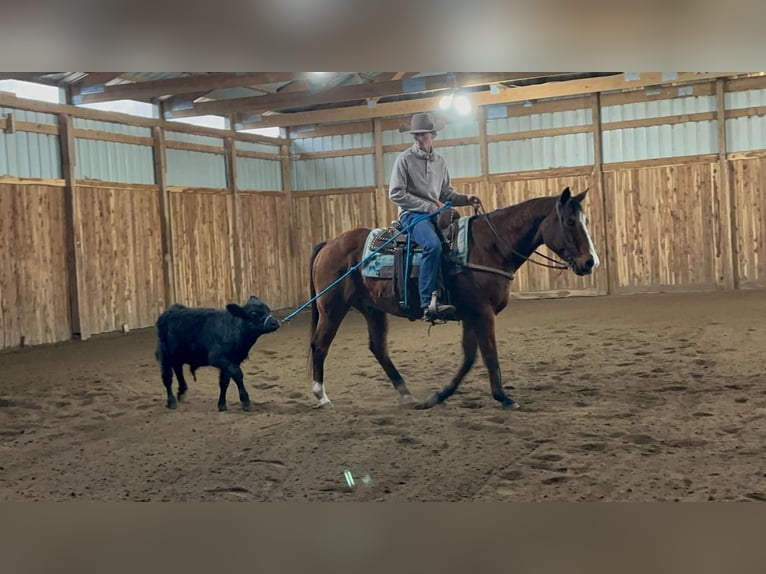 American Quarter Horse Wallach 14 Jahre 147 cm Rotbrauner in Valley Springs, SD