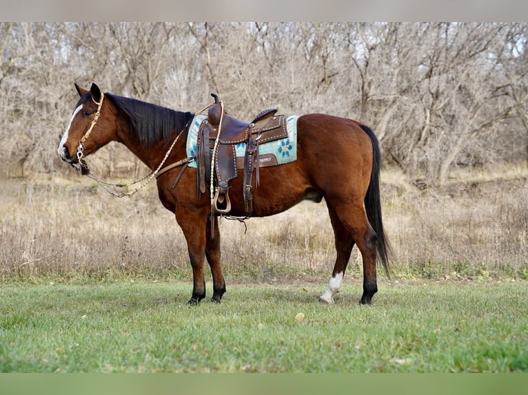 American Quarter Horse Wallach 14 Jahre 147 cm Rotbrauner in Valley Springs, SD