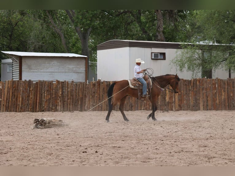 American Quarter Horse Wallach 14 Jahre 147 cm Rotbrauner in Camp Verde AZ