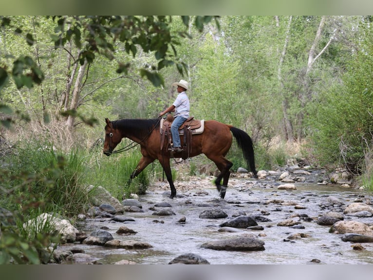 American Quarter Horse Wallach 14 Jahre 147 cm Rotbrauner in Camp Verde AZ