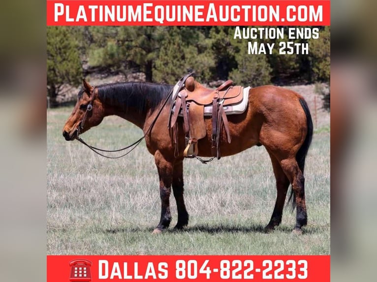 American Quarter Horse Wallach 14 Jahre 147 cm Rotbrauner in Camp Verde AZ