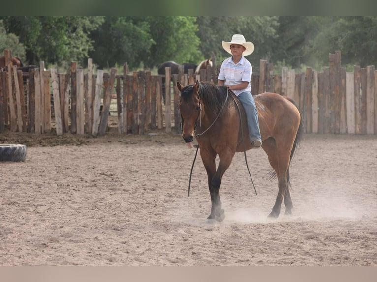 American Quarter Horse Wallach 14 Jahre 147 cm Rotbrauner in Camp Verde AZ