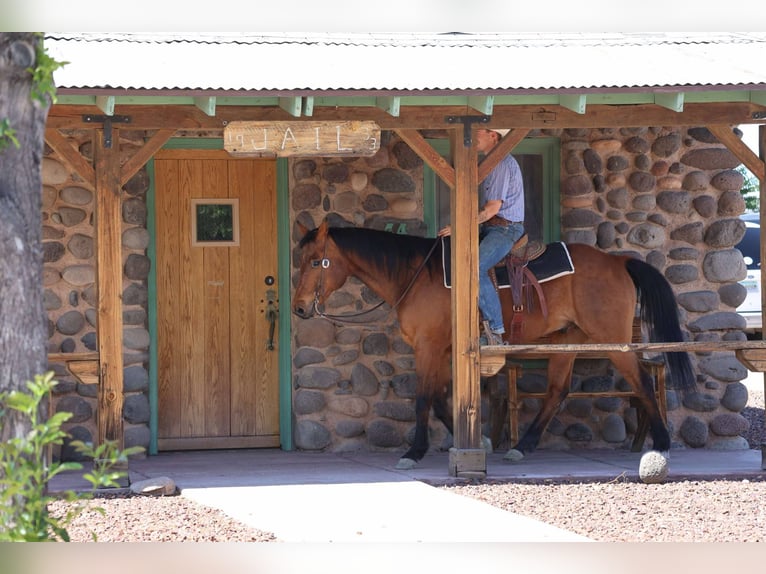 American Quarter Horse Wallach 14 Jahre 147 cm Rotbrauner in Camp Verde AZ
