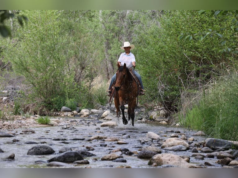 American Quarter Horse Wallach 14 Jahre 147 cm Rotbrauner in Camp Verde AZ