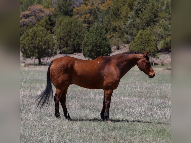 American Quarter Horse Wallach 14 Jahre 147 cm Rotbrauner in Camp Verde AZ