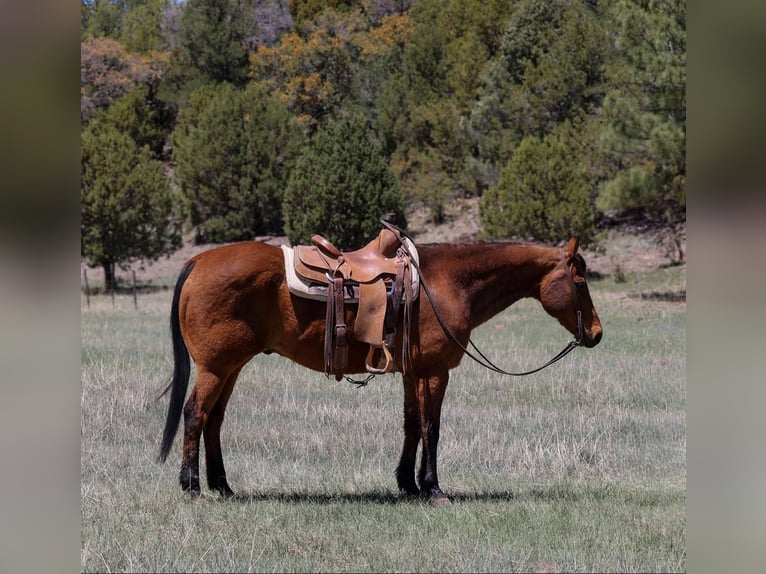 American Quarter Horse Wallach 14 Jahre 147 cm Rotbrauner in Camp Verde AZ