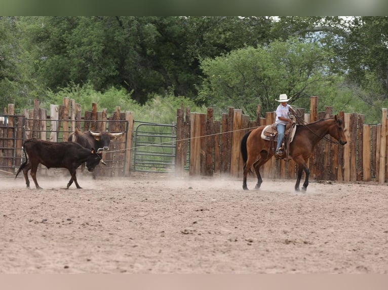 American Quarter Horse Wallach 14 Jahre 147 cm Rotbrauner in Camp Verde AZ
