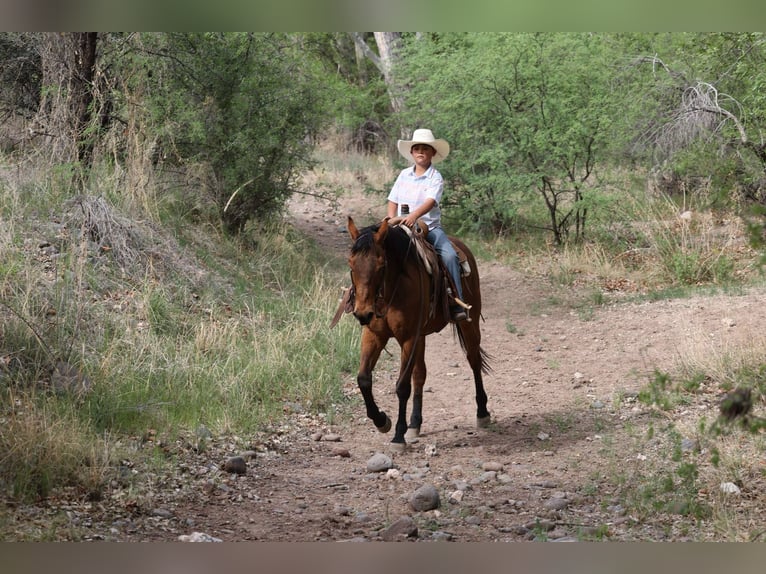 American Quarter Horse Wallach 14 Jahre 147 cm Rotbrauner in Camp Verde AZ