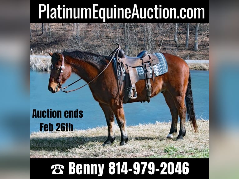 American Quarter Horse Wallach 14 Jahre 147 cm Rotbrauner in Everette PA
