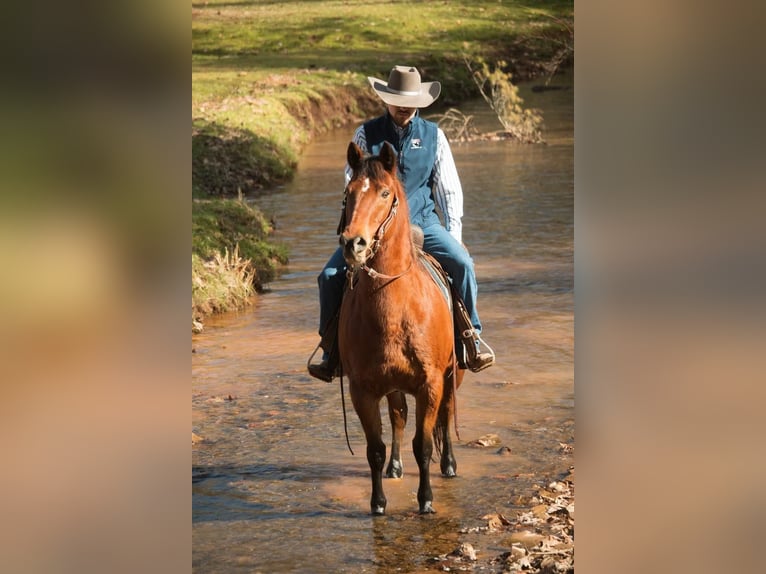 American Quarter Horse Wallach 14 Jahre 147 cm Rotbrauner in Everette PA