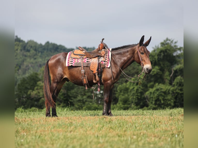 American Quarter Horse Wallach 14 Jahre 147 cm Rotbrauner in Whitley City KY