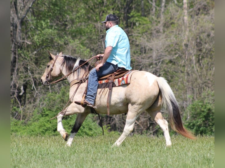 American Quarter Horse Wallach 14 Jahre 147 cm Tobiano-alle-Farben in Sanora Ky
