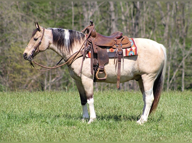 American Quarter Horse Wallach 14 Jahre 147 cm Tobiano-alle-Farben in Sanora Ky