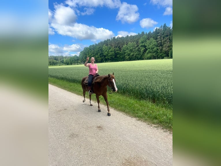 American Quarter Horse Wallach 14 Jahre 148 cm Brauner in Sulzbach-Rosenberg