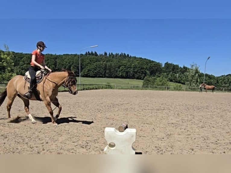 American Quarter Horse Wallach 14 Jahre 149 cm Red Dun in Modautal