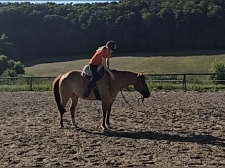American Quarter Horse Wallach 14 Jahre 149 cm Red Dun in Modautal