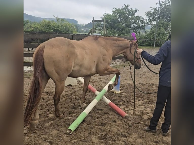 American Quarter Horse Wallach 14 Jahre 149 cm Red Dun in Modautal