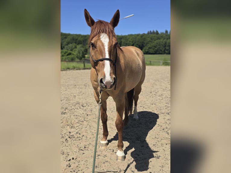 American Quarter Horse Wallach 14 Jahre 149 cm Red Dun in Modautal
