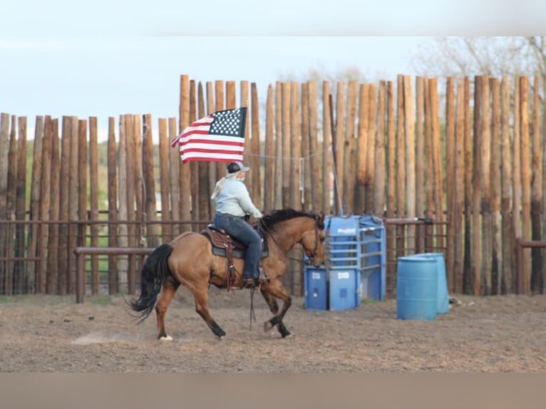 American Quarter Horse Wallach 14 Jahre 150 cm Buckskin in Morgan Mill TX