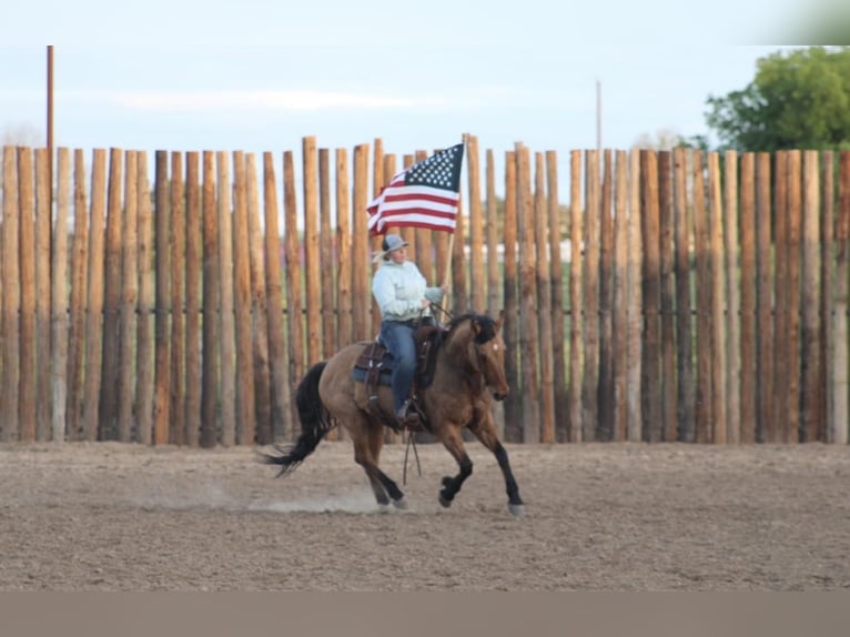American Quarter Horse Wallach 14 Jahre 150 cm Buckskin in Morgan Mill TX