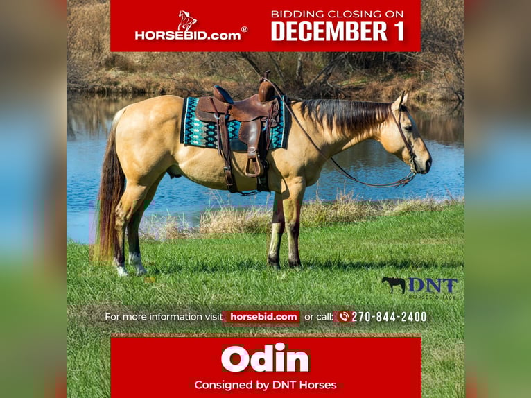 American Quarter Horse Wallach 14 Jahre 150 cm Falbe in Henderson