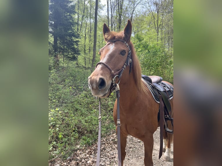 American Quarter Horse Mix Wallach 14 Jahre 150 cm Fuchs in Sankt Goar