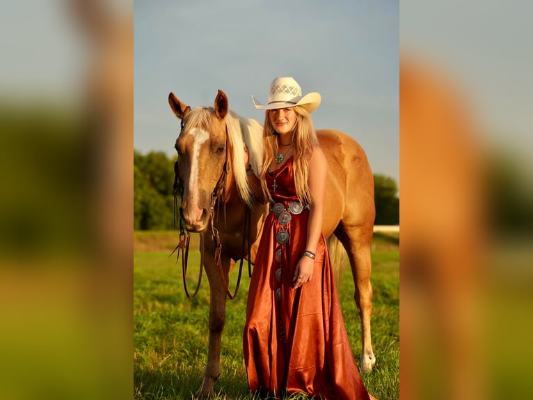 American Quarter Horse Wallach 14 Jahre 150 cm Palomino in Valley Springs, SD