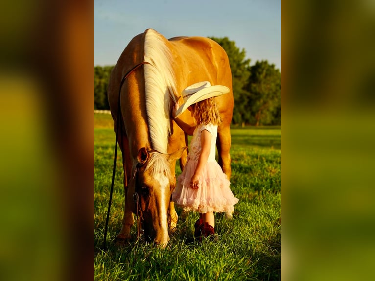American Quarter Horse Wallach 14 Jahre 150 cm Palomino in Valley Springs, SD