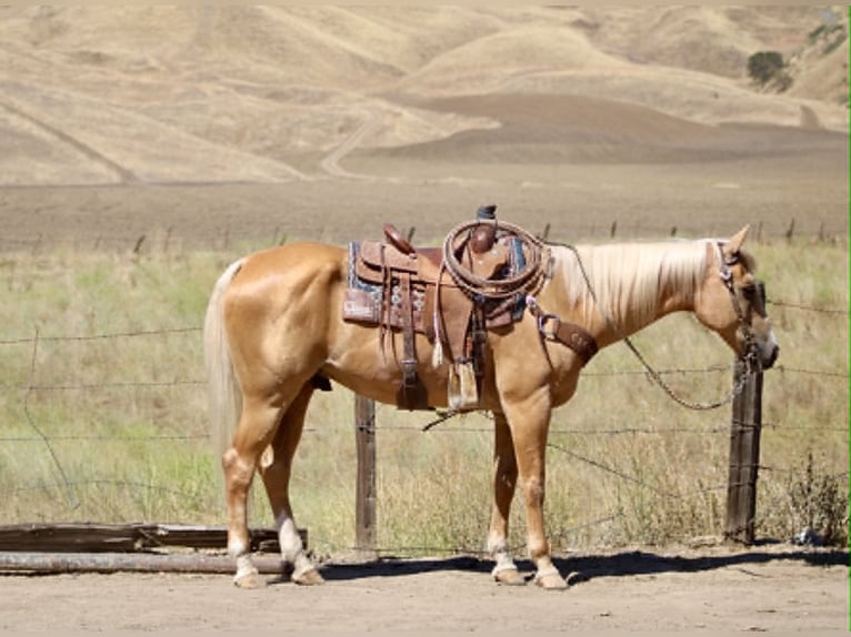 American Quarter Horse Wallach 14 Jahre 150 cm Palomino in King City