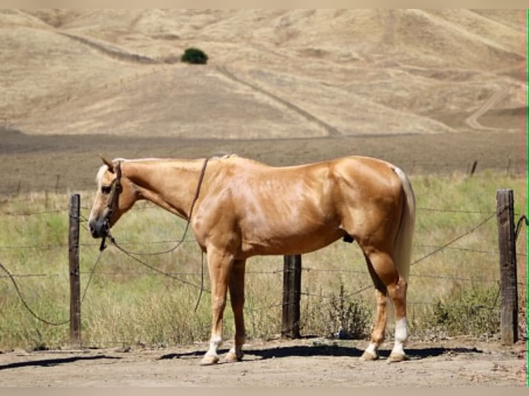 American Quarter Horse Wallach 14 Jahre 150 cm Palomino in King City