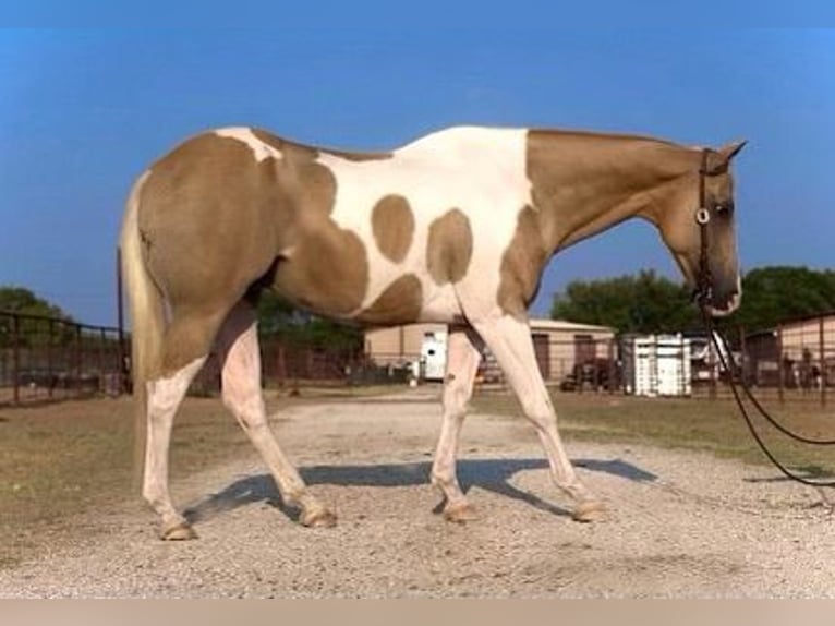 American Quarter Horse Wallach 14 Jahre 150 cm Palomino in Weatherford TX