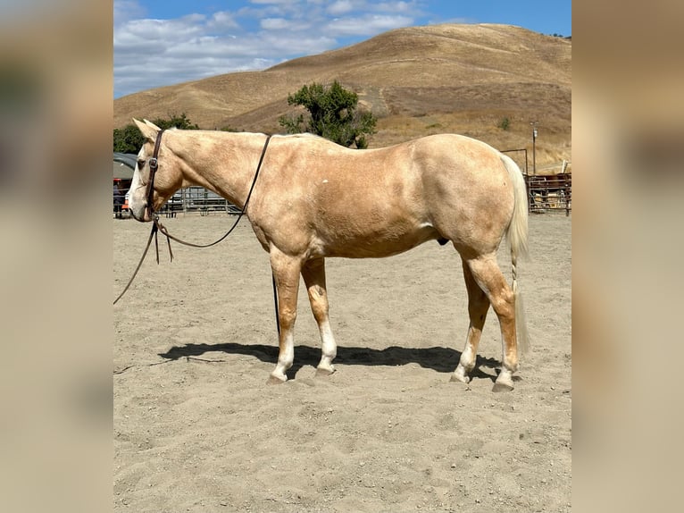 American Quarter Horse Wallach 14 Jahre 150 cm Palomino in Bitterwater CA