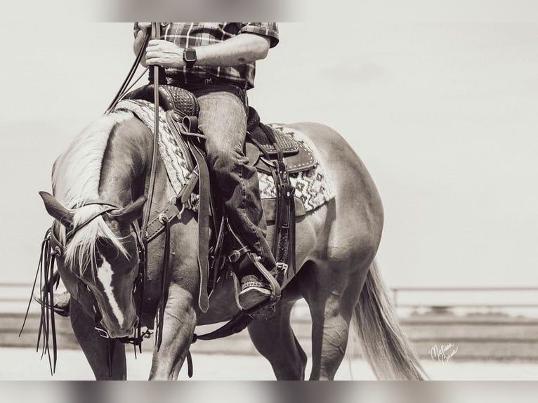 American Quarter Horse Wallach 14 Jahre 150 cm Palomino in cannon falls MN