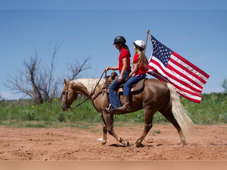 American Quarter Horse Wallach 14 Jahre 150 cm Palomino in Lisbon, IA