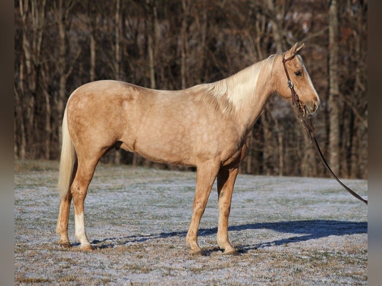 American Quarter Horse Wallach 14 Jahre 150 cm Palomino in Somerset KY