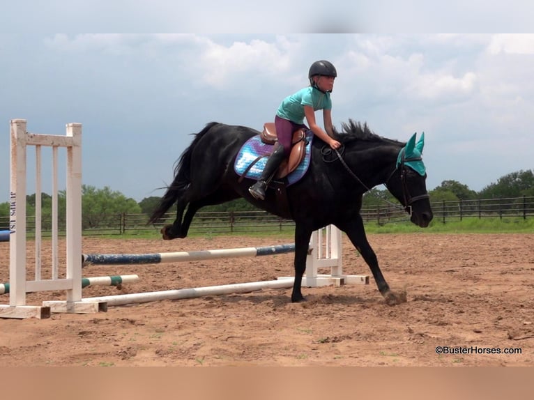 American Quarter Horse Wallach 14 Jahre 150 cm Rappe in Weatherford TX