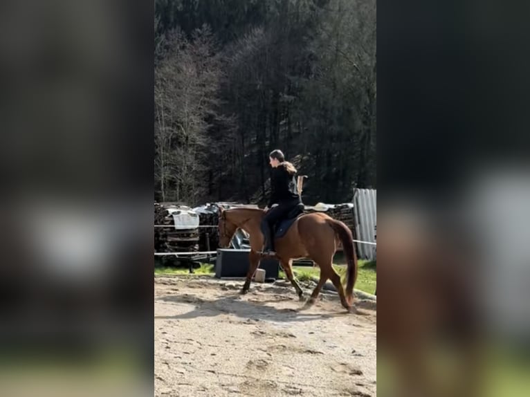 American Quarter Horse Wallach 14 Jahre 150 cm Red Dun in Oberhaag