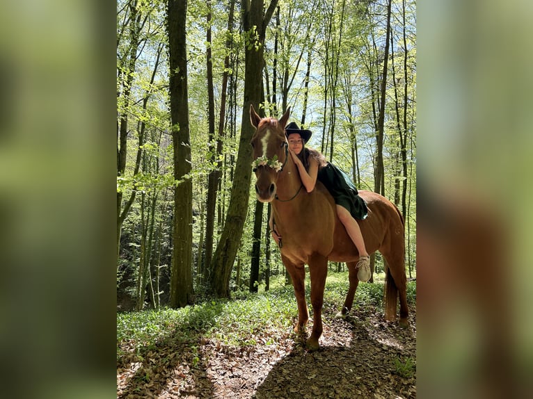 American Quarter Horse Wallach 14 Jahre 150 cm Red Dun in Oberhaag