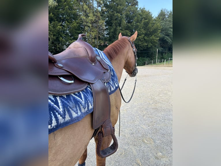 American Quarter Horse Wallach 14 Jahre 150 cm Red Dun in Oberhaag