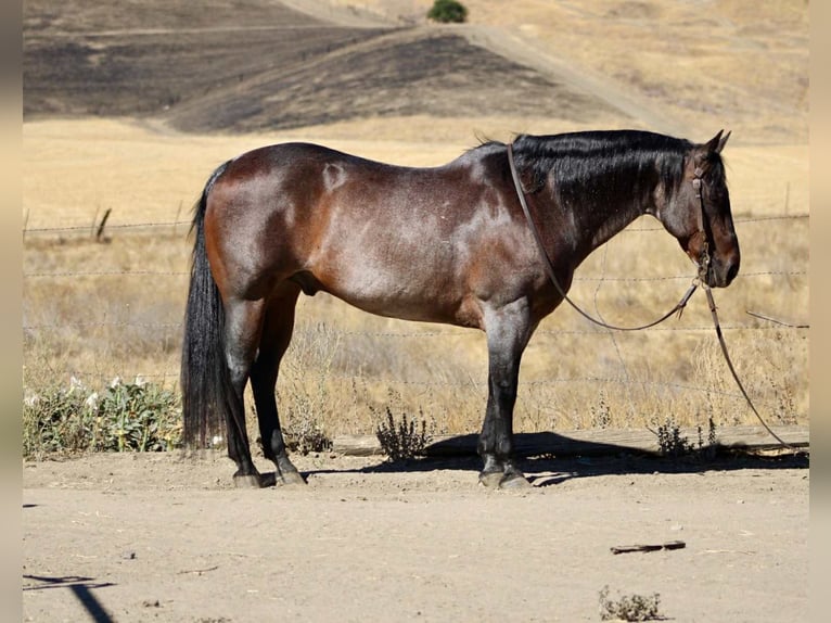 American Quarter Horse Wallach 14 Jahre 150 cm Roan-Bay in Paicines CA