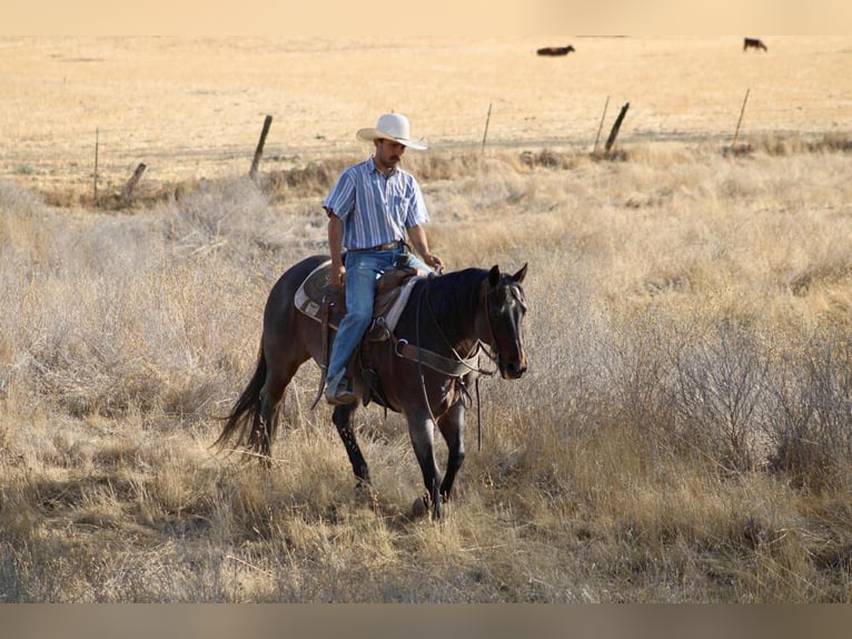 American Quarter Horse Wallach 14 Jahre 150 cm Roan-Bay in Paicines CA