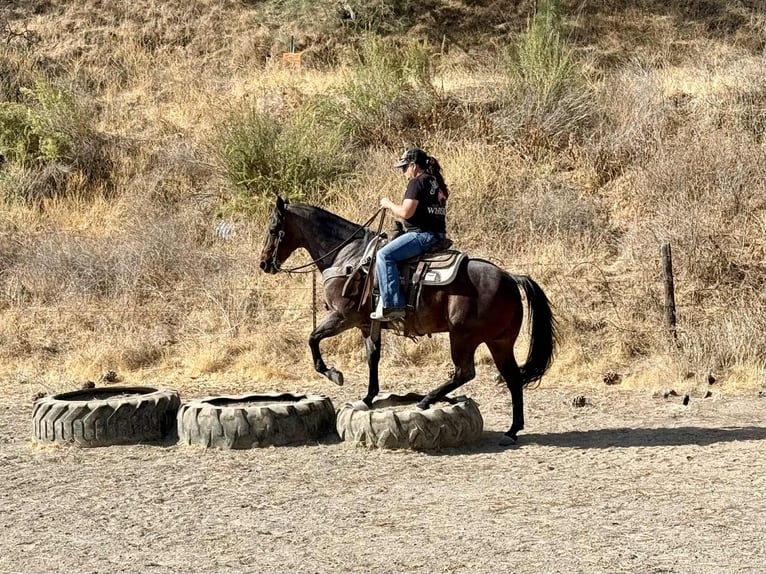 American Quarter Horse Wallach 14 Jahre 150 cm Roan-Bay in Paicines CA