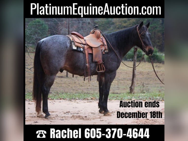 American Quarter Horse Wallach 14 Jahre 150 cm Roan-Bay in Rusk TX