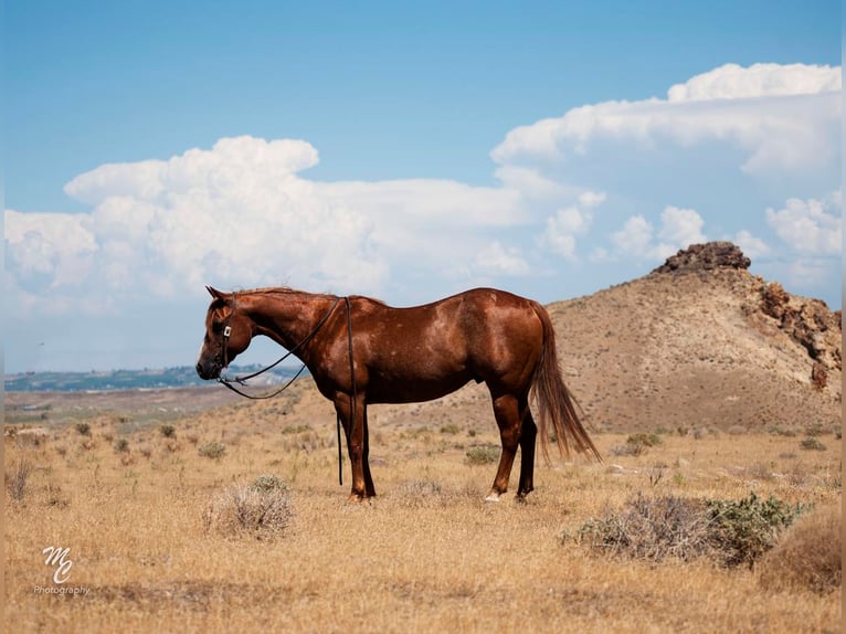 American Quarter Horse Wallach 14 Jahre 150 cm Roan-Red in Caldwell, ID