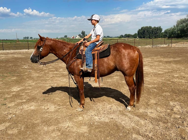 American Quarter Horse Wallach 14 Jahre 150 cm Roan-Red in Caldwell, ID