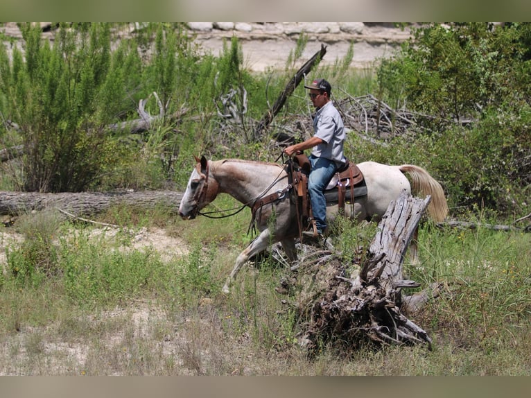 American Quarter Horse Wallach 14 Jahre 150 cm Roan-Red in Stephenville TX