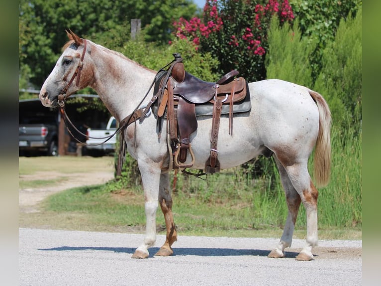 American Quarter Horse Wallach 14 Jahre 150 cm Roan-Red in Stephenville TX